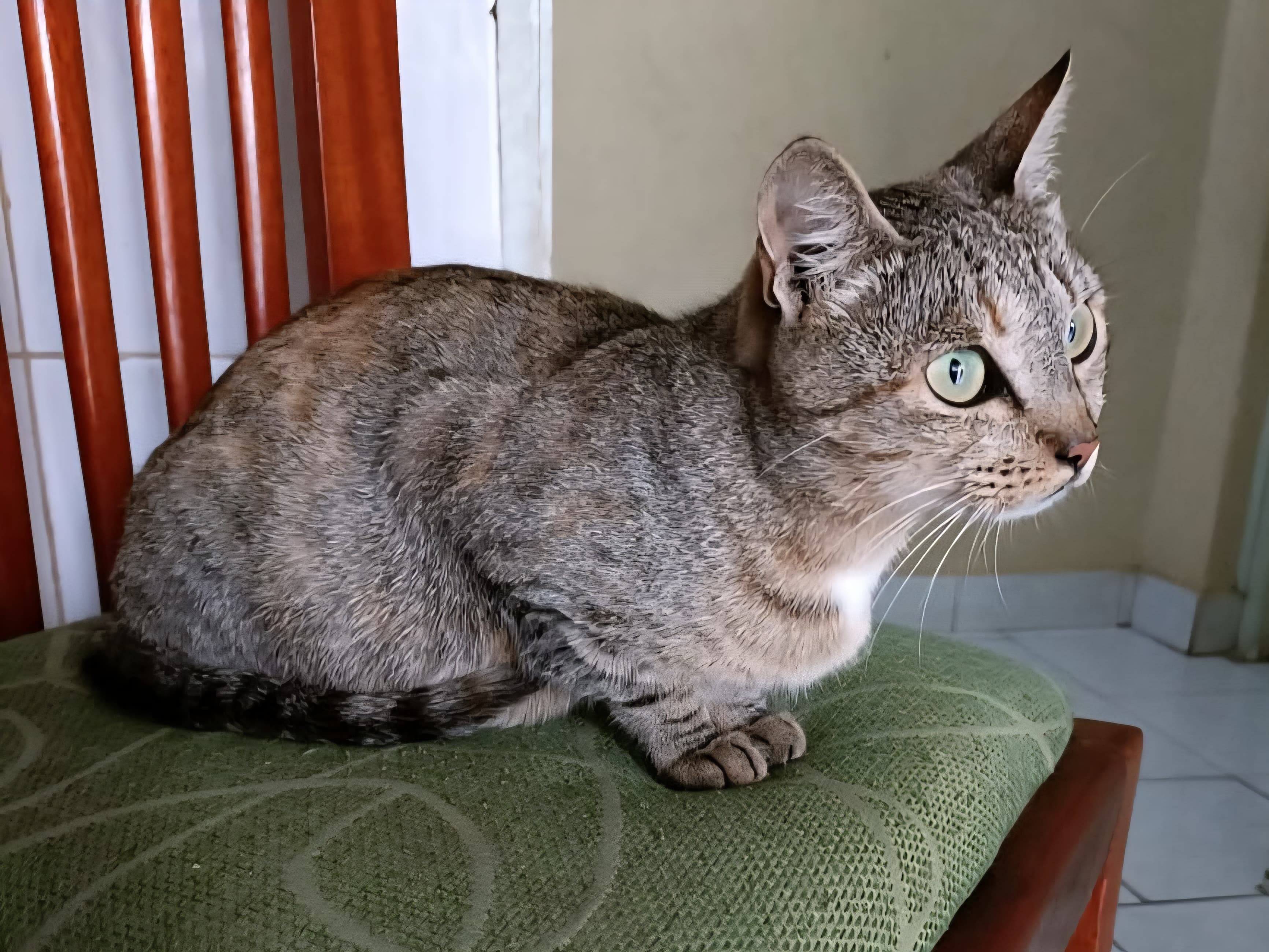 PrimeHearts Mobile Veterinary Home Visit